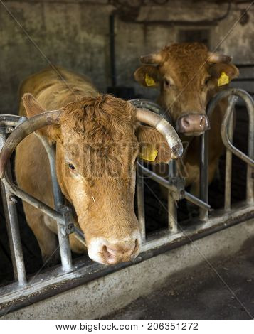 horned limousin cows inside barn on organic farm in the netherlands near utrecht