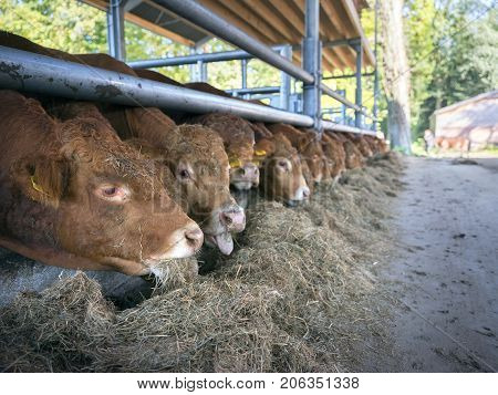row of young limousin bulls feeds inside open barn on organic farm in the netherlands near utrecht