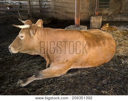 horned limousin cow inside barn on organic farm in the netherlands near utrecht