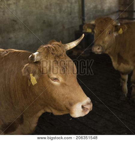 horned limousin cows inside barn on organic farm in the netherlands near utrecht