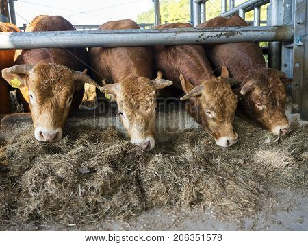four limousin bulls feed inside open barn on organic farm in the netherlands near utrecht