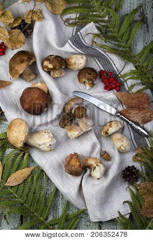 Fresh Mushroom Boletus