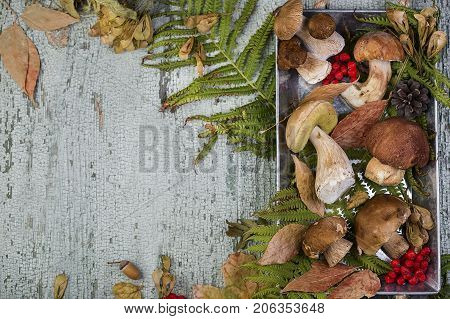 Fresh Mushroom Boletus