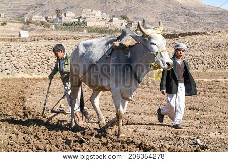 Manakhah Yemen - 7 January 2008: kids plowing the field with a cow near Manakhah on Yemen