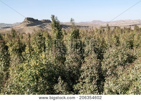 Landscape near Sanaa with khat plantations on Yemen