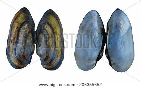 Shell of a river mollusk (Unio) on the outside and inside isolated on a white background