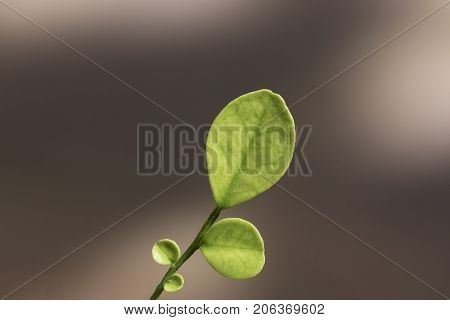 Close-up image of beautiful small green Andaman satinwood leaves
