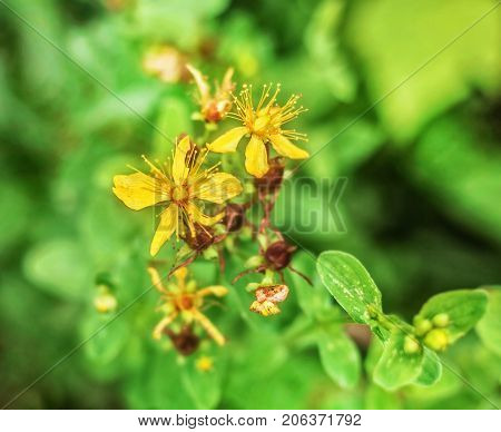 Nice flowers St. John's wort at cloudy summer day