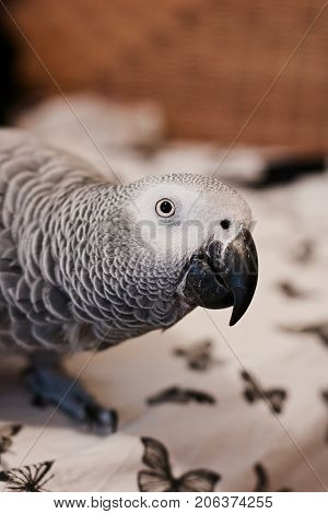 African Grey Parrot