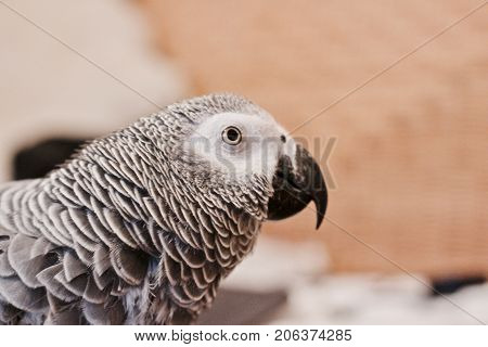 African Grey Parrot