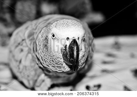 African Grey Parrot