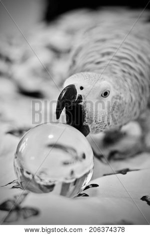 African Grey Parrot