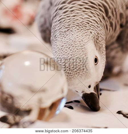 African Grey Parrot