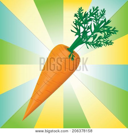 Detail colorful vector illustration of the carrot