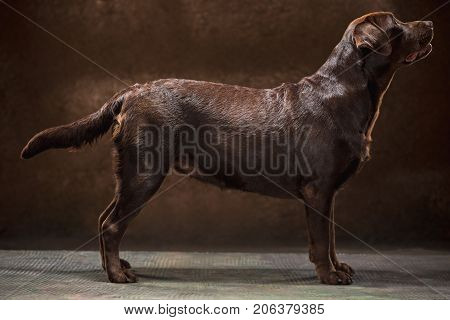 A profile of standing black Labrador dog taken against a black backdrop at studio.