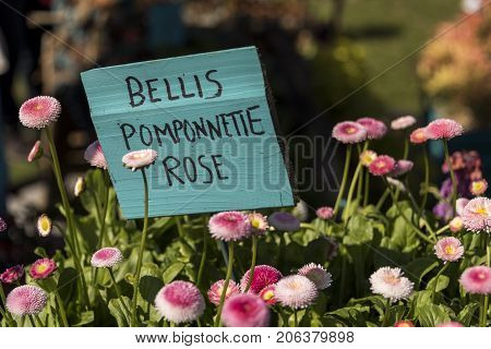 Lots of pink flowers, Pomponette Rose or English Daisy, blooming against a sign naming them