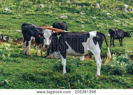 Milk cows grazing on alpine mountains green grass pasture. Cattle on pasture