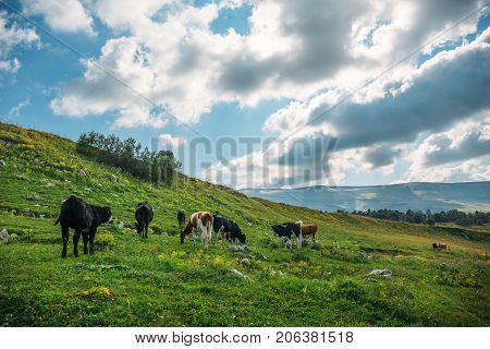 Idyllic landscape in alpine mountains with cows grazing in fresh green meadows. Cattle on pasture