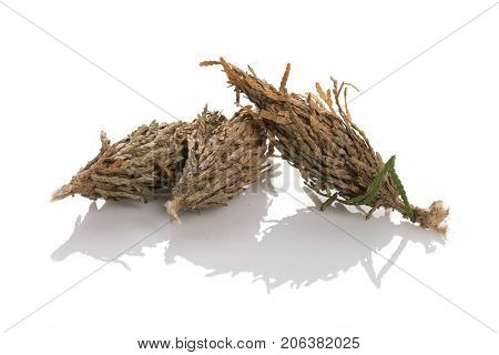 Three Bagworms Lying On Each Other