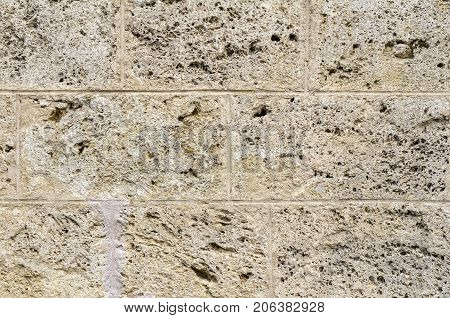 full frame abstract porousshell limestone wall detail