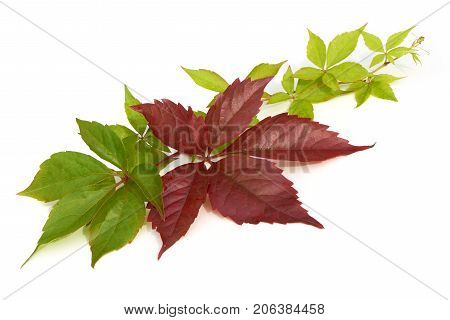 red grapes leaves. Parthenocissus quinquefolia foliage. Isolated on white