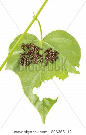 Group Of Young Leopard Lacewing (cethosia Cyane) Caterpillars