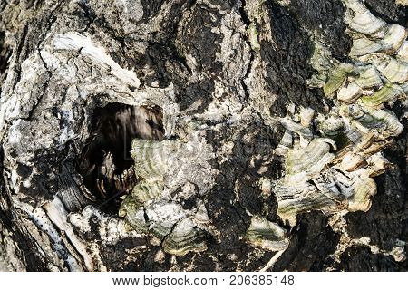Old tree bark cracked with mushroom outgrowth background texture. Pattern of tree trunk for design