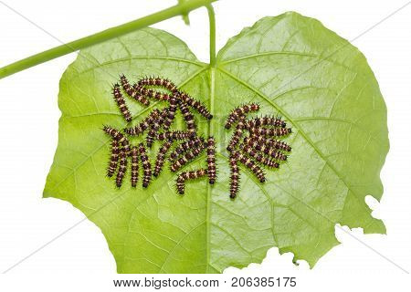 Group Of Young Leopard Lacewing (cethosia Cyane) Caterpillars