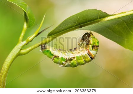 Great Mormon (papilio Memnon) Caterpillar