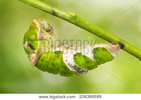 Great Mormon (papilio Memnon) Caterpillar