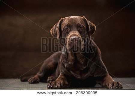 A portrait of a black Labrador dog taken against a black backdrop at studio.