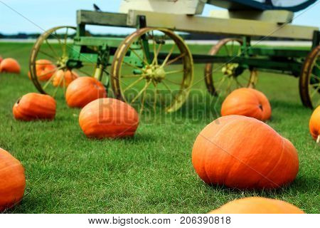 Ripe Pumpkins in a Field. Helloween, autumn