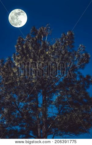 Landscape Of Sky And Full Moon With Moonlight Behind Pine Tree. Serenity Nature.