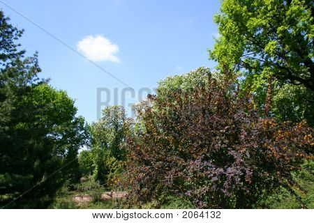 Fioritura di rododendro