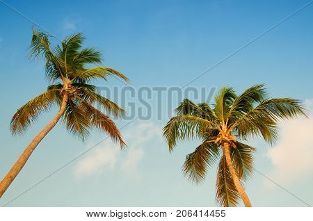 Palm tree with coconuts against the blue sky.