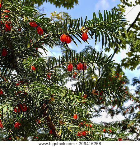 Red berries of juniper in nature close up. Coniferous forest.