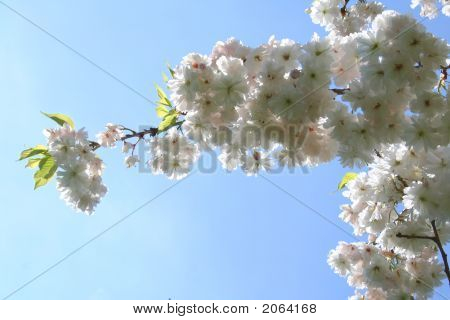Bellezza di Sakura