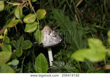 Close-Up of mushroom wild forest mushroom small mushroom fungi brown mushroom