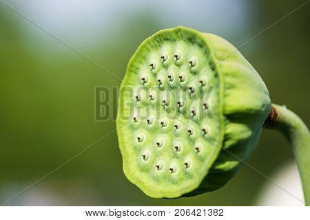 Macro Closeup Of Green Closed Lotus Head Seedpod With Blurred Bokeh Background