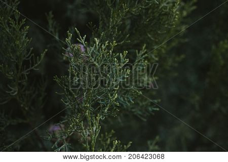 Cypress tree leaves texture and background. Close up view of cypress green leaves. Green leaves texture. Organic background. Abstract texture and background for designers. Natural pattern.