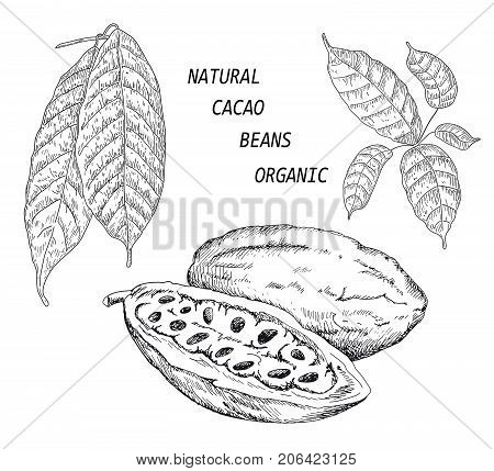 Chocolate cocoa beans Isolated on white background. Hand drawn vector illustration.Line art style.
