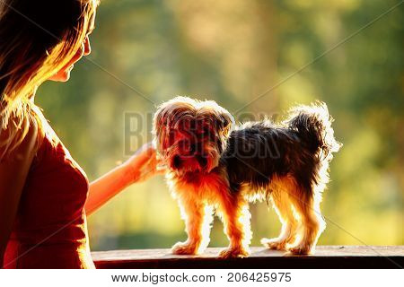 Young Attractive Woman In A Red Dress With Her Pet Yorkshire Terrier On A Green Background In Sinset
