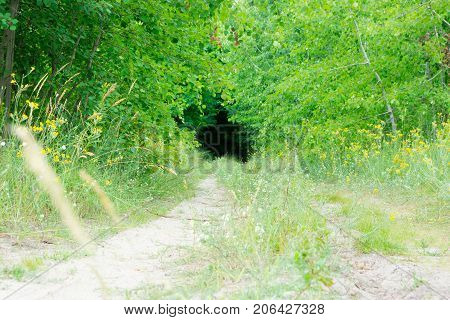 Sandy road disappearing into the unknown. The freshness in the woods.