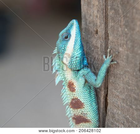image of macro blue chameleon on the tree Natural color change