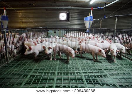 Young domestic breed piglets growing on modern animal farm