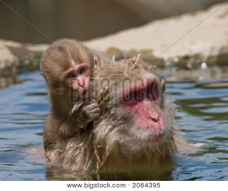 Baby macaco giapponese