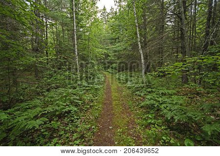 Quiet Path in a Sylvan Landscape in Chutes Provincial Park in Ontario