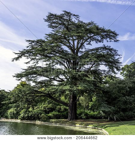 The Scots pine -  keeper of the forest