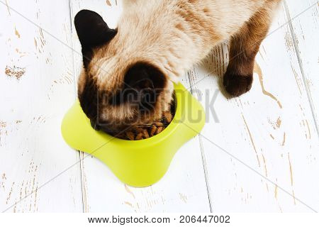 A Siamese Thai Cat Eats Dry Food From A Yellow-green Plastic Bowl On A White Wooden Floor.