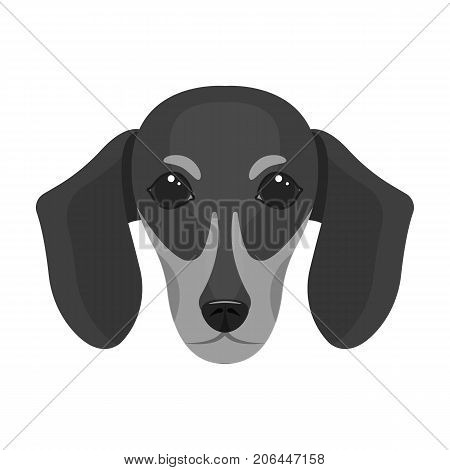 Dog, breed dachshund.Muzzle of the dachshund single icon in monochrome style vector symbol stock illustration .